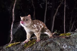 Photo tip of the week: Capturing Australian wildlife after dark